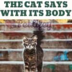 What does the cat says with its body