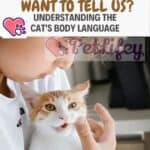 What-does-the-cat-want-to-tell-us-Understanding-the-cats-body-language-1a