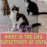 What is the life expectancy of cats? and how is its age calculated?