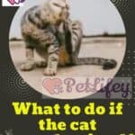 What to do if the cat scratches itself