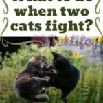 What to do when two cats fight?