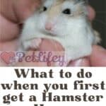 What-to-do-when-you-first-get-a-Hamster-Home-1a-1