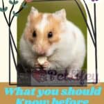 What you should Know before buying a Hamster