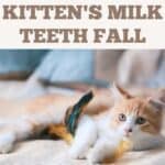 When do kitten's milk teeth fall