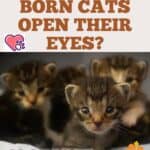 When do new born cats open their eyes?