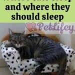 Where cats sleep and where they should sleep