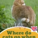 Where do cats go when they go out?