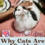 Why-Cats-Are-Afraid-of-Cucumbers-1a