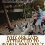 Why are cats attracted to people who don't like them?