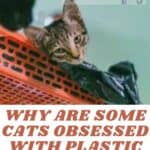 Why are some cats obsessed with plastic bags?