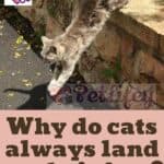 Why do cats always land on their feet?