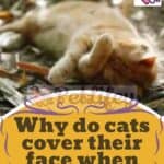 Why do cats cover their face when they sleep?