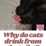 Why-do-cats-drink-from-the-toilet-1a