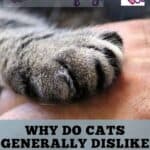 Why do cats generally dislike having their paws touched?