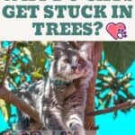 Why do cats get stuck in trees?
