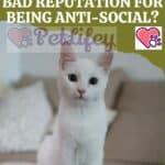 Why do cats have a bad reputation for being anti-social?