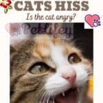 Why do cats hiss? Is the cat angry?