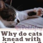 Why-do-cats-knead-with-their-paws-1a