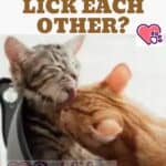 Why-do-cats-lick-each-other-1a