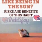 Why-do-cats-like-being-in-the-sun-Risks-and-benefits-of-this-habit-1a