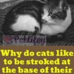 Why-do-cats-like-to-be-stroked-at-the-base-of-their-tails-1a
