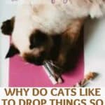 Why do cats like to drop things so much?