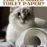 Why-do-cats-like-to-shred-toilet-paper-1a