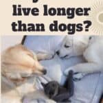 Why do cats live longer than dogs?