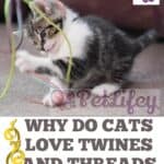 Why do cats love twines and threads so much?