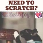 Why do cats need to scratch?