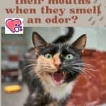 Why do cats open their mouths when they smell an odor?
