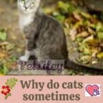Why do cats sometimes disappear for days?
