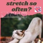 Why do cats stretch so often?