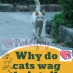Why do cats wag their tails