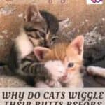 Why do cats wiggle their butts before they pounce?