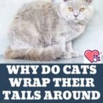 Why-do-cats-wrap-their-tails-around-their-paws-1a