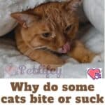Why do some cats bite or suck on blankets?