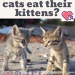 Why do some cats eat their kittens?