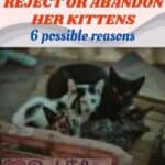 Why does Cat reject or abandon her kittens: 6 possible reasons
