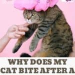 Why-does-my-cat-bite-after-a-shower-1a