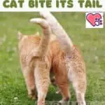 Why-does-my-cat-bite-its-tail-1a