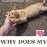 Why-does-my-cat-bite-me-1a