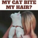 Why does my cat bite my hair?