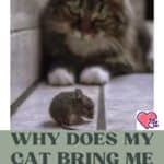 Why-does-my-cat-bring-me-dead-animals-1a