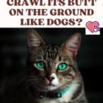 Why-does-my-cat-crawl-its-butt-on-the-ground-like-dogs-1a