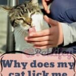 Why does my cat lick me