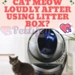 Why does my cat meow loudly after using litter box?