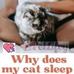 Why-does-my-cat-sleep-at-my-feet-1a