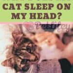Why does my cat sleep on my head?
