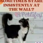Why does my cat sometimes stare insistently at the wall?